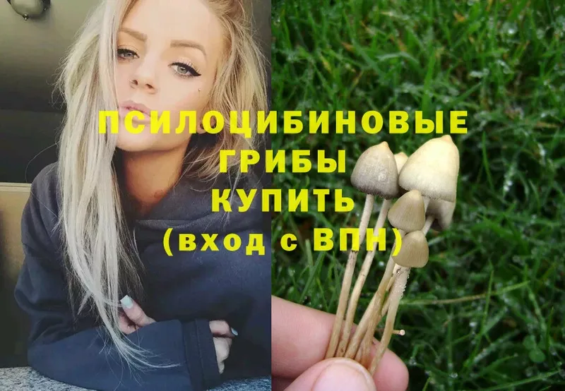 купить   Северодвинск  сайты даркнета формула  Галлюциногенные грибы Magic Shrooms 